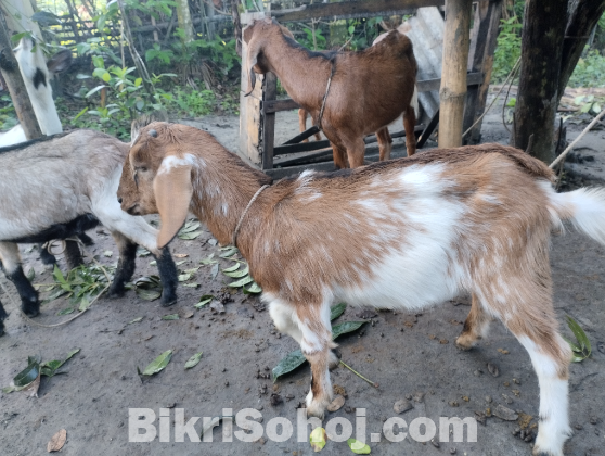 খামারের সকল ছাগল বিক্রি করা হবে